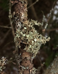 Ramalina dilacerata