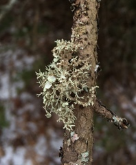 Ramalina dilacerata