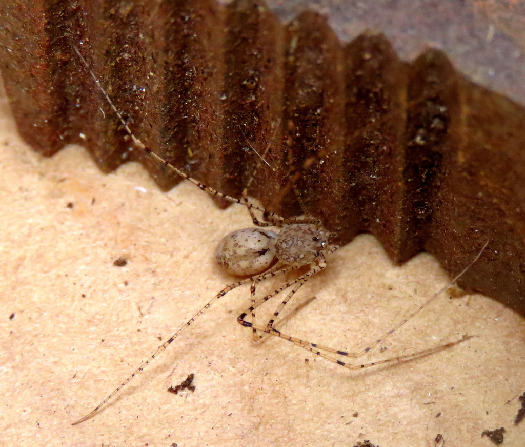 Tropical Spitting Spider