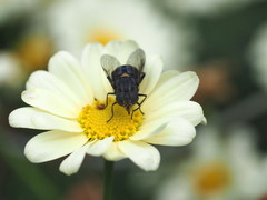 Helophilus hochstetteri