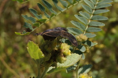 Chiomara mithrax