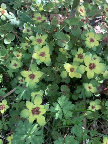 Chrysosplenium nagasei iNat (1)