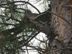 Junco hyemalis mearnsi