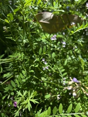 Vicia disperma