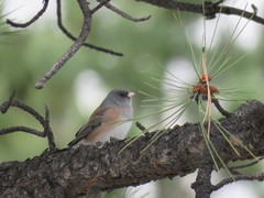 Junco hyemalis mearnsi