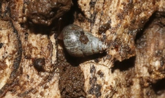 Achatinellidae