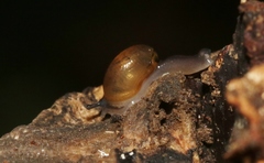 Ovachlamys fulgens