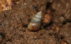 Achatinellidae