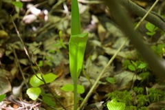 Platanthera lacera