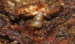 Achatinellidae