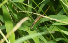 Conocephalus saltator