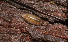 Burmoniscus mauritiensis