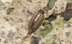 Burmoniscus mauritiensis