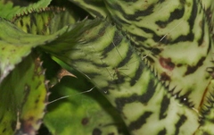 Trentepohlia australasiae