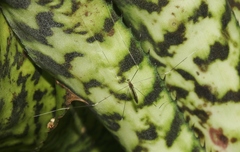 Trentepohlia australasiae