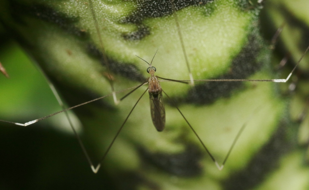Trentepohlia australasiae