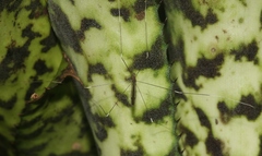 Trentepohlia australasiae