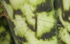 Trentepohlia australasiae