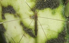 Trentepohlia australasiae