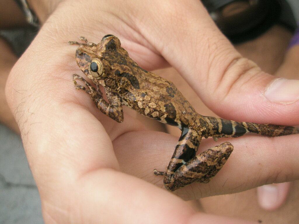 Catharina Snouted Treefrog