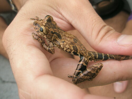 Catharina Snouted Treefrog