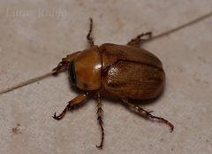 Cyclocephala putrida