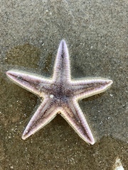 Astropecten duplicatus