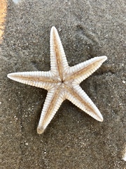 Astropecten duplicatus