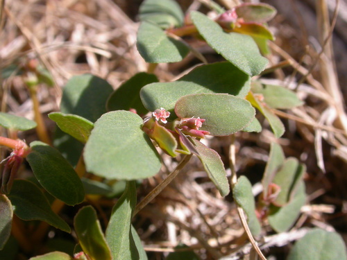 thyme-leafed spurge (Euphorbia serpyllifolia)