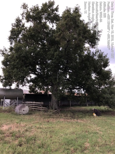 Quercus texana, photographed by an iNaturalist contributor