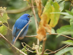 Passerina rositae