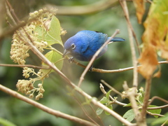 Passerina rositae
