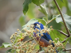 Passerina rositae
