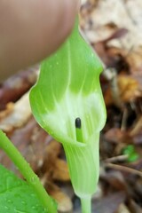 Daniel McClosky, CC BY, iNaturalist via GBIF Arisaema pusillum, photograph Daniel McClosky, CC BY, iNaturalist via GBIF