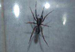 Ianduba