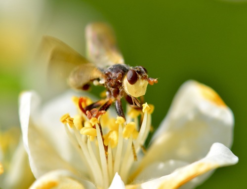 Myopa clausa photo 4