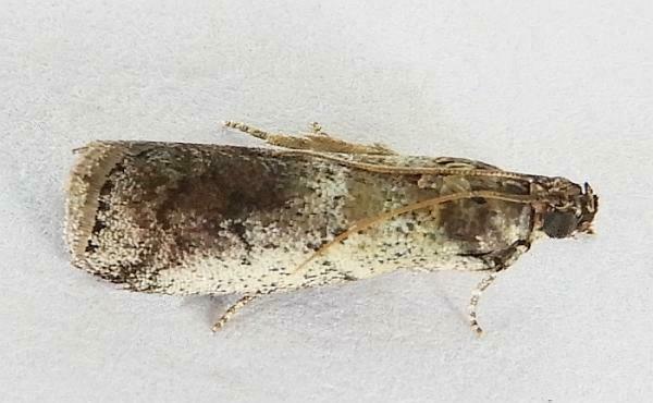 Salebriaria pallidella