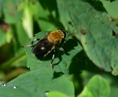 Pterallastes thoracicus