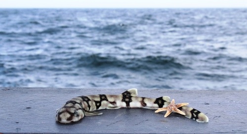 Chain cat shark (Scyliorhinus retifer) — Scyliorhinidae