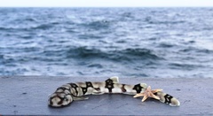 Scyliorhinus retifer