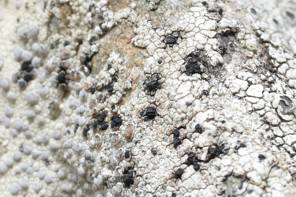 Arthonia varians