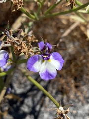 Downingia bicornuta var. picta