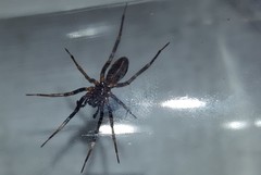 Ianduba