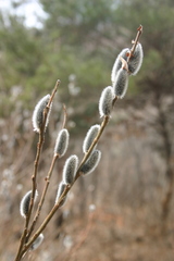 Salix gracilistyla