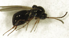 Leptopilina heterotoma