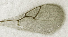 Leptopilina heterotoma