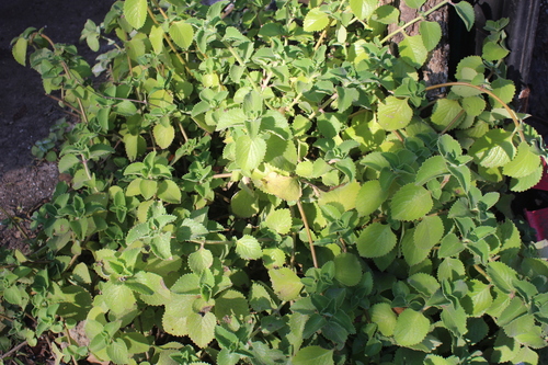 Coleus amboinicus