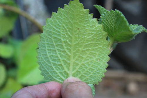 Coleus amboinicus