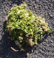 Apium prostratum filiforme