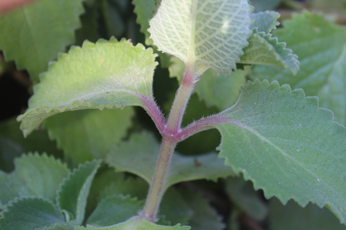 Coleus amboinicus